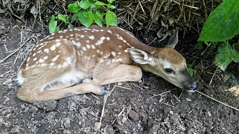 Nature Station welcomed the birth of twin fawns to one of the does in the deer enclosure in their backyard. Cautiously, their mother hides them at the bases of trees or along fallen logs, blending in with leaves and duff on the forest floor. They may be difficult to catch a glimpse of until they are a little older. (Arrianne Byrum)