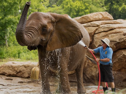 Nashville Zoo Keeper with Elephant. (Amiee Stubbs)