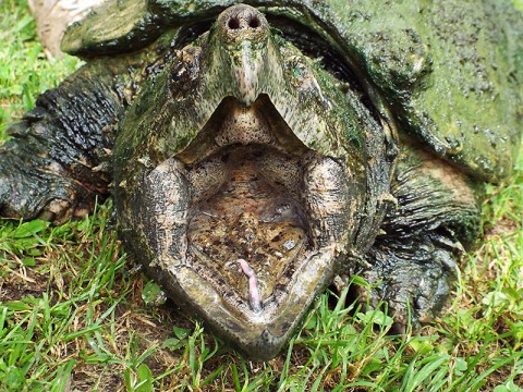 Alligator Snapping Turtle at Land Between the Lakes' Woodlands Nature Station. (Brooke Gilley, LBL)