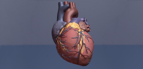 Heart Illustration. (American Heart Association) Heart Illustration. (American Heart Association)