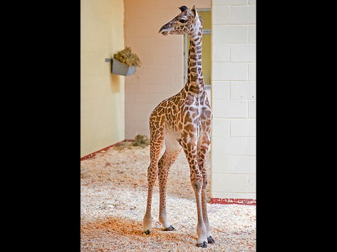 Nashville Zoo Giraffe Calf. (Amiee Stubbs)