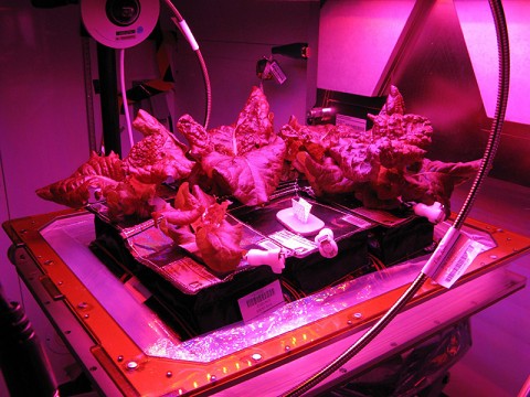 Orbital Technologies partnered with Kennedy Space Center to create a plant growth system known as Veggie, now used on the International Space Station. The system employs LEDs, which are highly efficient and long-lasting and radiate hardly any heat. (Orbital Technologies/NASA) Orbital Technologies partnered with Kennedy Space Center to create a plant growth system known as Veggie, now used on the International Space Station. The system employs LEDs, which are highly efficient and long-lasting and radiate hardly any heat. (Orbital Technologies/NASA)