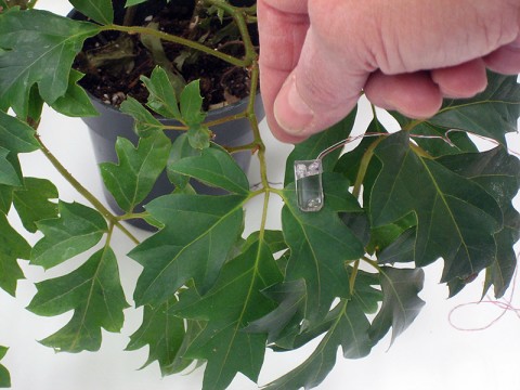 A leaf sensor developed to increase the efficiency of farming on long-duration space missions is now used by farmers to conserve on water use by only irrigating when crops need it. The sensor works by measuring leaf thickness and text messaging farmers when plants are “thirsty.” (AgriHouse Brands Ltd./NASA) A leaf sensor developed to increase the efficiency of farming on long-duration space missions is now used by farmers to conserve on water use by only irrigating when crops need it. The sensor works by measuring leaf thickness and text messaging farmers when plants are “thirsty.” (AgriHouse Brands Ltd./NASA)