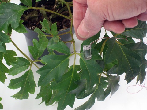 A leaf sensor developed to increase the efficiency of farming on long-duration space missions is now used by farmers to conserve on water use by only irrigating when crops need it. The sensor works by measuring leaf thickness and text messaging farmers when plants are “thirsty.” (AgriHouse Brands Ltd./NASA)