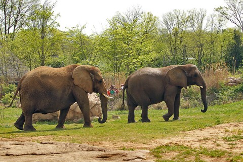 The Nashville Zoo's plan makes way for improved facilities and future elephants. (Christian Sperka)