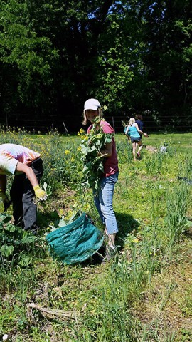 The Society of St. Andrew gleaners this summer.