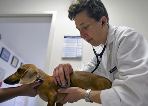 Capt. Katherine Lambden, officer in charge of the Holloman Veterinary Treatment Facility, listens to Cash’s, a 5-month-old dachshund, heartbeat during a check-up at Holloman Air Force Base, N.M. Oct 1. Lambden attended a 10-month First Year Graduate Veterinary Education internship at Fort Campbell, Kentucky. (Staff Sgt. E’Lysia A. Wray/Released)