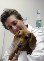 Capt. Katherine Lambden, officer in charge of the Holloman Veterinary Treatment Facility, holds Cash, a 5-month-old dachshund, during a check-up at Holloman Air Force Base, NM Oct 1. (Staff Sgt. E’Lysia A. Wray/Released)