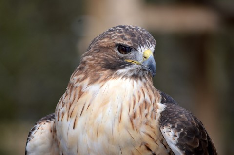 The Nature Station birds of prey always enjoy visitors. (Kelly Best Bennett)