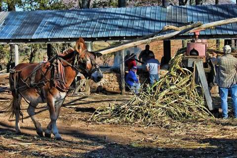 Molasses Mill with Mule.