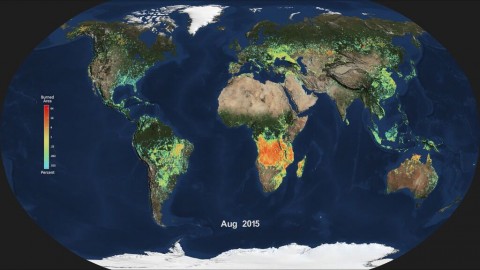 Monthly average global burned area for Aug. 2015, produced from NASA's MODIS instrument. Light blue indicates a smaller percentage of burned area, while red and orange indicate a higher percentage of burned area. (NASA)