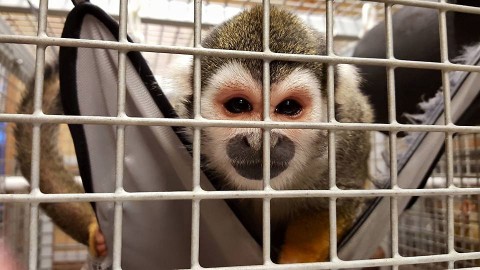 Austin Peay Students did volunteer work at Jungle Friends Primate Sanctuary in Gainesville, FL. 