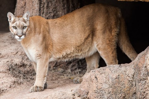 Cougar sighting in Wayne County confirmed by Tennessee Wildlife Resources Agency.