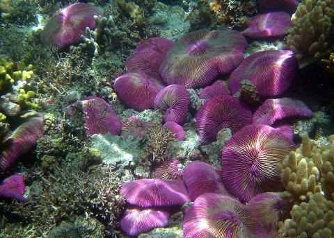 Coral reef in the Mariana Islands. (NOAA/David Burdick)