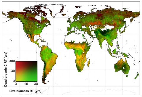 Global map of the average amount of time that live biomass carbon and dead organic carbon spend in carbon reservoirs around the world, in years. (A. Anthony Bloom) Global map of the average amount of time that live biomass carbon and dead organic carbon spend in carbon reservoirs around the world, in years. (A. Anthony Bloom)