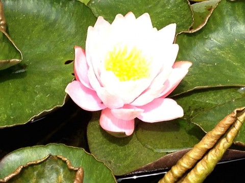 Pond Flower.