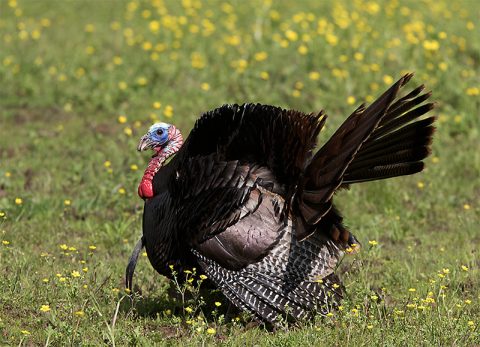 TWRA Begins 4-Year Turkey Banding Project