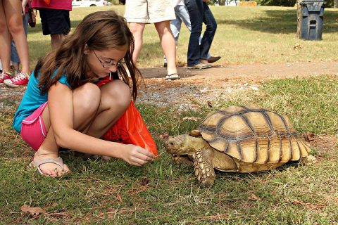 Sulcata Tortoise A Cool Critter featured at Cool Critters Day at Woodlands Nature Station in Land Between The Lakes. (Natural History Educational Company of the Midsouth)