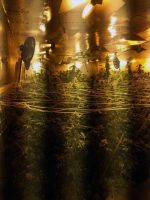 Marijuana indoor grow operation found in DeKalb County.