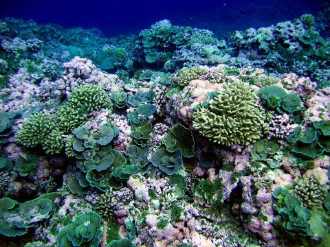 A pristine reef in American Samoa. (NOAA/NMFS/PIFSC/CRED, Oceanography Team) A pristine reef in American Samoa. (NOAA/NMFS/PIFSC/CRED, Oceanography Team)
