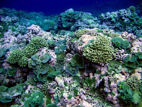 A pristine reef in American Samoa. (NOAA/NMFS/PIFSC/CRED, Oceanography Team)