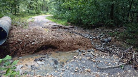 Storm Damage July 2016 on FS RD 113 in Land Between The Lakes. (Doug Phelps)