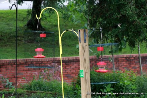 Hummingbird and Butterfly Festival was held Saturday at Dunbar Cave State Natural Area.