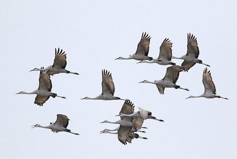 Sandhill Crane Hunt Permit Drawing to be held August 13th.