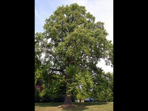 "Big Tree" Contest being held by the Clarksville Tree Board. "Big Tree" Contest being held by the Clarksville Tree Board.
