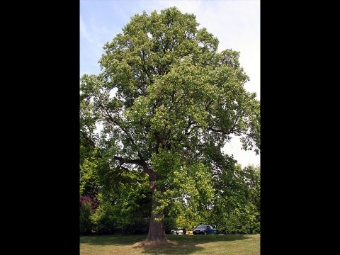 "Big Tree" Contest being held by the Clarksville Tree Board.