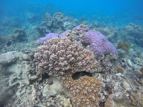 Bleached and stressed coral on the Great Barrier Reef. (NASA/JPL-Caltech/BIOS)