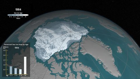 Compare the extension of older sea ice in the Arctic in September 1984 and September 2016. The older ice is thicker and more resistant to melt than new ice, so it protects the sea ice cap during warm summers. In September 1984, there were 1.86 million square kilometers of old ice (5 years or older) left throughout the Arctic sea ice cap during its yearly minimum extent; in September 2016, there were only 110,000 square kilometers of older sea ice left. (NASA'S Scientific Visualization Studio)