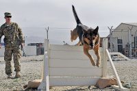 U.S. Army Sgt. Ethan Taylor takes his military working dog Alex through some obstacle course drills. Taylor and Alex are assigned to the U.S. Forces Afghanistan Military Working Dog Detachment. Alex is a six-year-old male German Shepherd. Both Taylor and Alex deployed from Fort Drum, N.Y. (Bob Harrison, U.S. Forces Afghanistan Public Affairs)