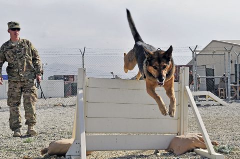 U.S. Army Sgt. Ethan Taylor takes his military working dog Alex through some obstacle course drills. Taylor and Alex are assigned to the U.S. Forces Afghanistan Military Working Dog Detachment. Alex is a six-year-old male German Shepherd. Both Taylor and Alex deployed from Fort Drum, N.Y. (Bob Harrison, U.S. Forces Afghanistan Public Affairs) 