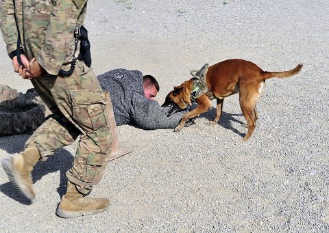 Bbailey takes down and subdues U.S. Army Sgt. Ethan Taylor during a training session at the U.S. Forces Afghanistan Military Working Dog Detachment. Bbailey's handler, Sgt. Jay Espinosa, is seen approaching. Bbailey is a seven-year-old female Belgian Malinois. (Bob Harrison, U.S. Forces Afghanistan Public Affairs)