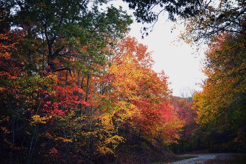 Fall Colors at Land Between The Lakes in October. (Brian Truskey)