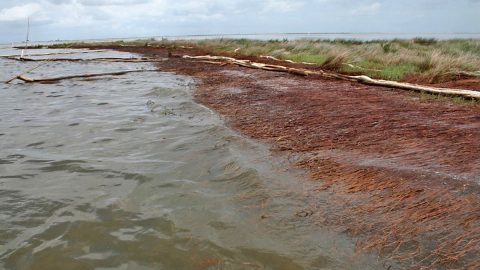 2010 photo of a shoreline in Bay Jimmy, Plaquemines Parish, Louisiana, impacted by the BP Deepwater Horizon oil spill. Oil weakens and kills vegetation, leading to the loss of roots that help hold soil together. (Bruce A. Davis, Department of Homeland Security)