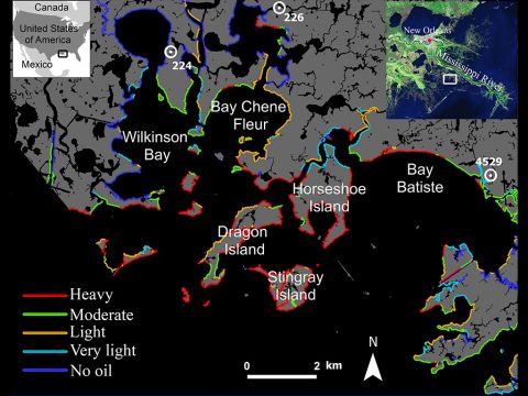Map of Northeastern Barataria Bay, Louisiana, showing shores oiled by the Deepwater Horizon oil spill during May to July 2010. The severity of oiling is indicated by the colors. The information is derived from a 2014 NOAA Shoreline Cleanup Assessment Techniques (SCAT) map. (USGS/NOAA/NASA-JPL/Caltech) Map of Northeastern Barataria Bay, Louisiana, showing shores oiled by the Deepwater Horizon oil spill during May to July 2010. The severity of oiling is indicated by the colors. The information is derived from a 2014 NOAA Shoreline Cleanup Assessment Techniques (SCAT) map. (USGS/NOAA/NASA-JPL/Caltech)