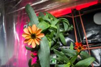 The first blooming zinnia flower in the Veggie plant growth system aboard the International Space Station. Growing food in space is one of the challenges humans will have to face before attempting interstellar travel. (NASA)