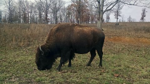 Bison Auction to reduce herd size at Land Between the Lakes to take place January 28th. (Andrew Wheatley)