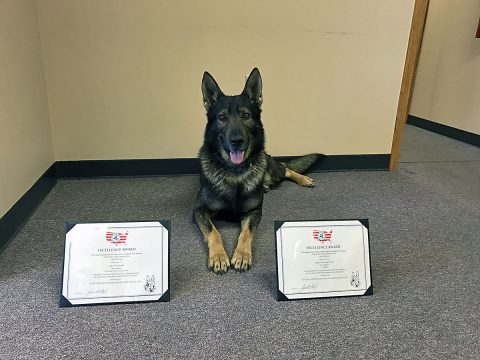 Montgomery County Sheriff’s Office K9 Merlin