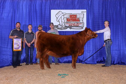 APSU Beef Cattle Show Team’s prize heifer Ruby was named Reserve Division Champion Percentage at the 2017 Dixie National Livestock show.