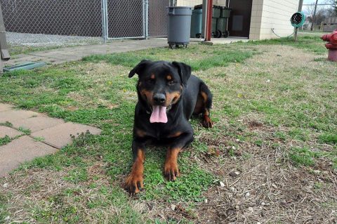 Saturday Clinic and Adoption Event to be held by the Fort Campbell Veterinary Center and Fort Campbell Stray Animal Facility this Saturday, April 1st.