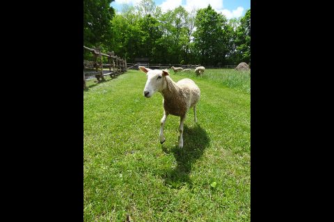 This Homeplace sheep was spotted frolicking in the field. Looks like he recently had a haircut during the Sheep Shearing program in the spring. (Chris Thornock, Forest Service)