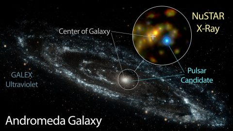 NASA's Nuclear Spectroscope Telescope Array, or NuSTAR, has identified a candidate pulsar in Andromeda -- the nearest large galaxy to the Milky Way. This likely pulsar is brighter at high energies than the Andromeda galaxy's entire black hole population. (NASA/JPL-Caltech/GSFC/JHU) NASA's Nuclear Spectroscope Telescope Array, or NuSTAR, has identified a candidate pulsar in Andromeda -- the nearest large galaxy to the Milky Way. This likely pulsar is brighter at high energies than the Andromeda galaxy's entire black hole population. (NASA/JPL-Caltech/GSFC/JHU)