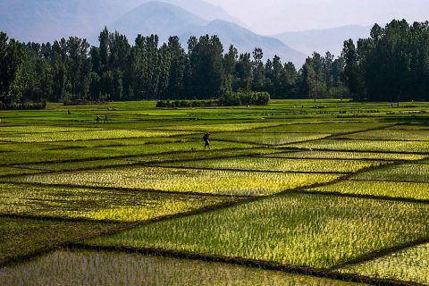 Rice paddy fields in India. Agriculture is one source of global methane emissions. (Flickr user sandeepachetan.com travel (CC BY-NC-ND 2.0))