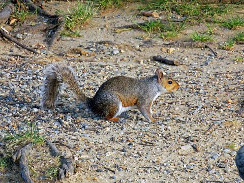 Squirrel Season opens, Saturday.