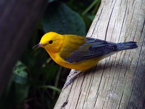 Prothonatry Warbler photo taken at Woodlands Nature Station. (Brooke Gilley)