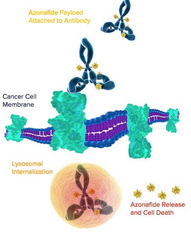Once the Azonafide Antibody-Drug Conjugate (ADC) binds to the tumor surface, the construct is internalized by the tumor cells where the antibody is released and can begin cell death. Azonafide ADCs allow delivery of the drug to the tumor site, thereby avoiding the toxic side effects associated with chemotherapy. (Oncolinx)