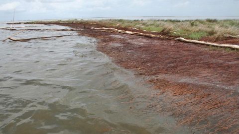 2010 photo of a shoreline in Bay Jimmy, Plaquemines Parish, Louisiana, impacted by the BP Deepwater Horizon oil spill. Oil weakens and kills vegetation, leading to the loss of roots that help hold soil together. (Bruce A. Davis, Department of Homeland Security)